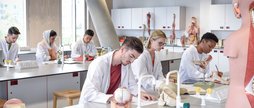 Biology students working in laboratory, learning about the human spine and skeletal structure
