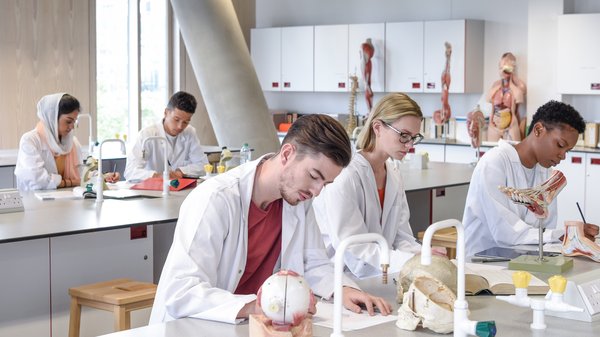 Biology students working in laboratory, learning about the human spine and skeletal structure