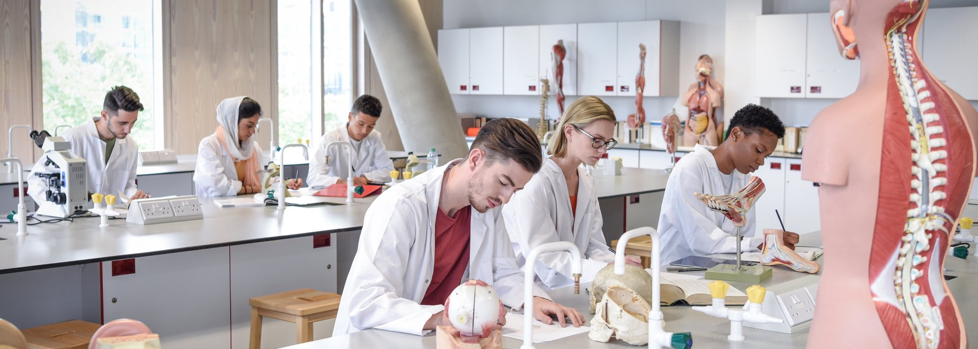 Biology students working in laboratory, learning about the human spine and skeletal structure